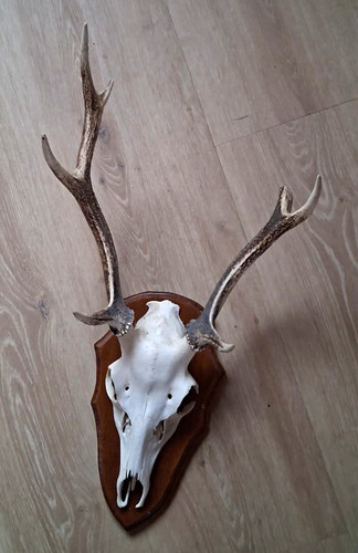 Geweih hirsch jagdtrophäe mit - geweih,