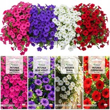 Petunie Set 4 Farben hängende
