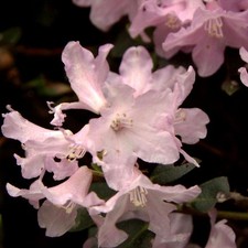 Rostblättrige Alpenrose