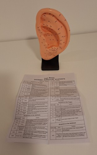 Ohrmodell zur akupunktur - ohrmodell,
