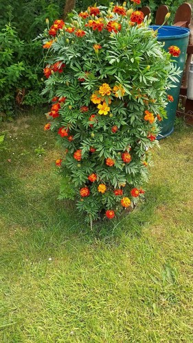 Studentenblumen - studentenblumen, 1g