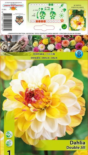 Dahlien - ,