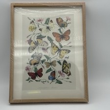 Bild framed lepidoptera - framed,