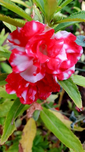 Balsamine - , (impatiens)
