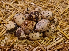 60 Wachteleier Bruteier