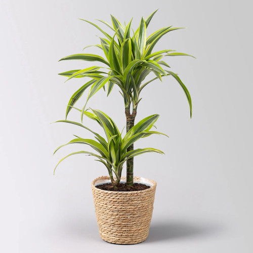 Duftender drachenbaum lemon - duftender, 'lemon