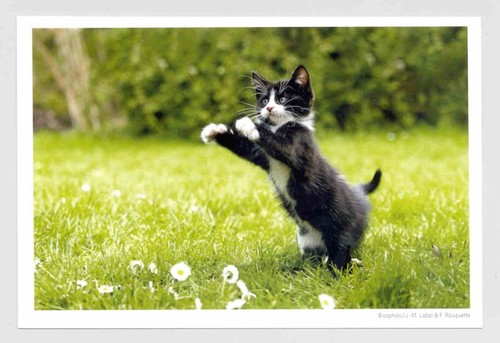 Postkarte katze - ak,