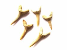Haifischzahn fossil 2,5-3 cm