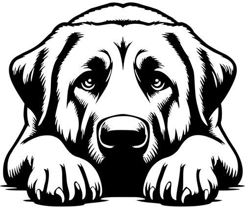 Kangal aufkleber - kangal,