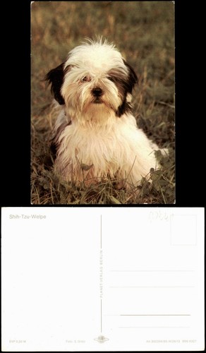 Ansichtskarte shih tzu welpe - , shih-tzu-welpe