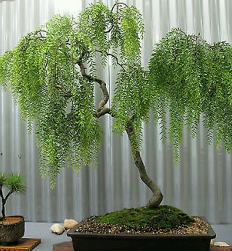 Weinender teebaum selten - teebaum!,