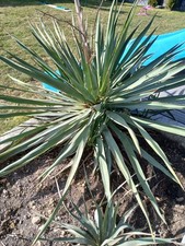 Yucca Recurvifolia winterhart