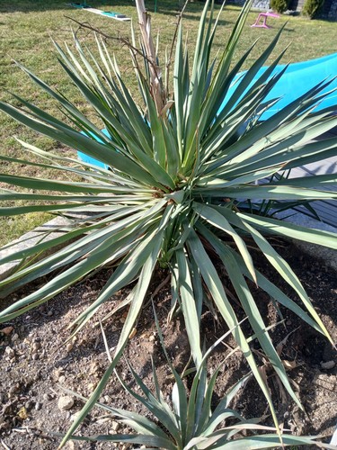 Yucca recurvifolia winterhart - recurvifolia,