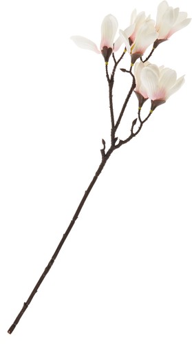 Dpi magnolienzweig blüten - magnolienzweig, 6