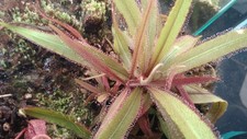 Sonnentau drosera adelae - sonnentau,