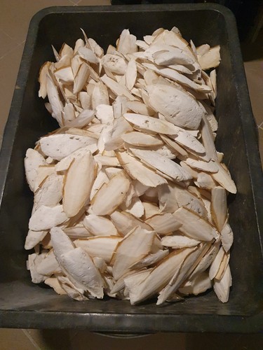Sepiaschalen für - kg,
