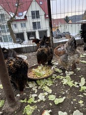 Brahma Bruteier 10x, Große