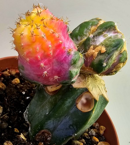 Seltener myrtillocalycium - seltener, cv