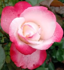 Rose Edelrose Nostalgie