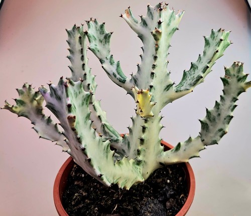 Große euphorbia lactea - große,