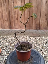 Bergahorn, Pre Bonsai, Bonsai