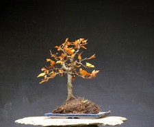 Bonsai outdoor winterhart