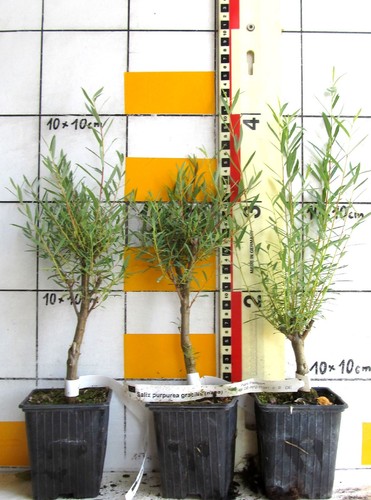 Pre bonsai - -,