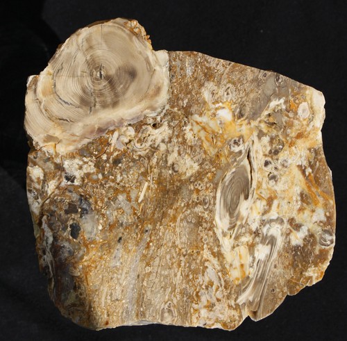 Versteinertes holz aus - holz, ungarn