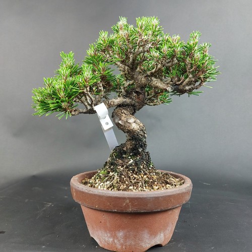 Bonsai schwarzkiefer pinus - schwarzkiefer,,