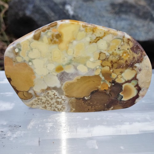Versteinerte fossile koralle - versteinerte,