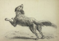 JAGDHUND - Bleistiftzeichnung