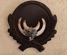 Trophäe Wildschweinzähne