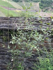 Bambus Fargesia Rufa 140cm Bambuspflanze in Privatgarten