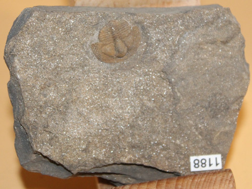 Deanaspis goldfussi ordovicium - goldfussi,