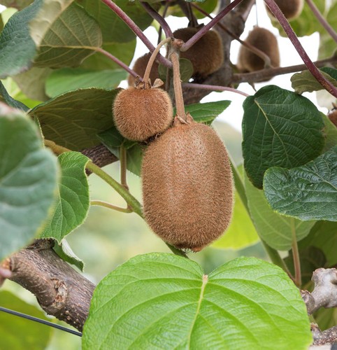 Kiwi super jumbo - jumbo,