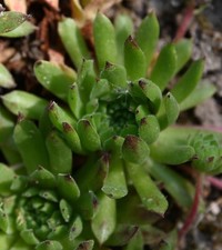 Sempervivum, Dachwurz, Sorte