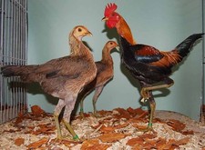 10  Stück "Keine" Bruteier