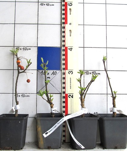 Malus hybr pompom - malus, hybr.