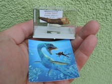 Schöner zahn vom plesiosaurus - schöner,