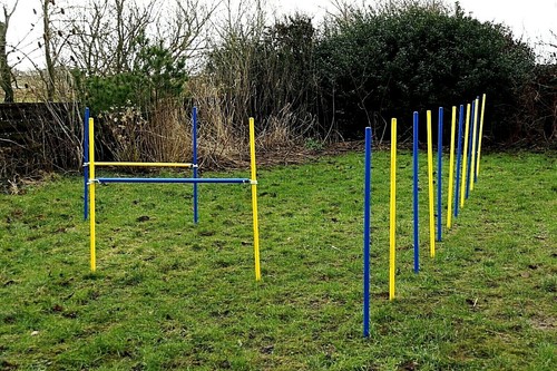 Agility übungs set blau - agility-Übungs-set, in