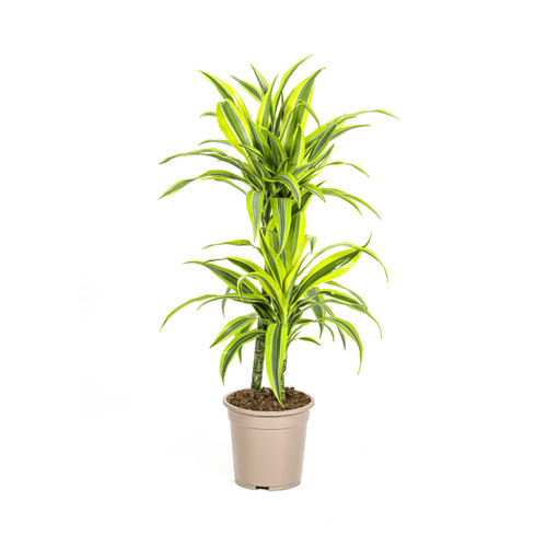 Drachenbaum dracaena - drachenbaum,