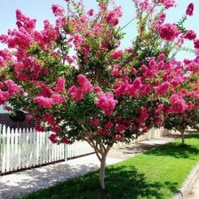 Kräuselmyrte PETITE PINK