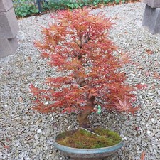 Bonsai - Fächerahorn, Acer