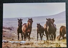 Pferdepostkarte, AK Pferde