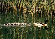 DJH Spenden-Karte Spendenkarte