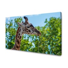 Leinwandbild Tiere Giraffe im