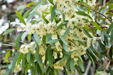 Samen zitronen eukalyptus - zitronen,