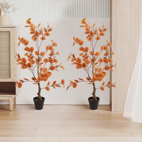 Herbst eukalyptus baum - herbst,