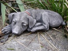 Schlafender Hund Welpe aus