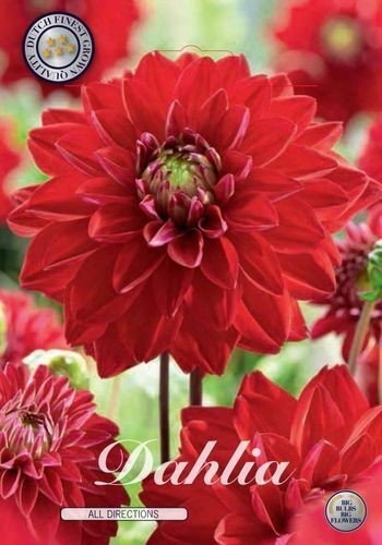 Rote schmuck dahlie - -,